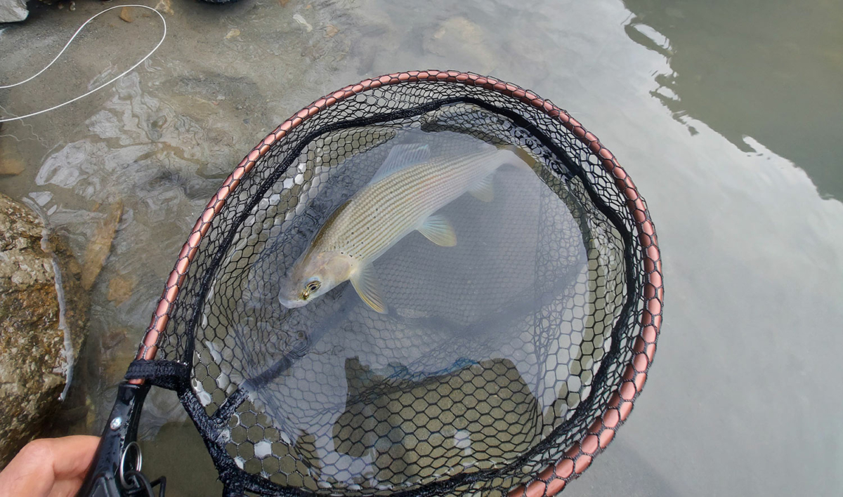 Fischereiverein Tenneck Salzburg Fischen Fliegenfischen Spinnfischen Salmoniden Forellen Äschen