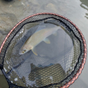 Fischereiverein Tenneck Salzburg Fischen Fliegenfischen Spinnfischen Salmoniden Forellen Äschen