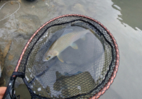 Fischereiverein Tenneck Salzburg Fischen Fliegenfischen Spinnfischen Salmoniden Forellen Äschen