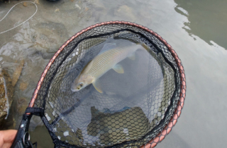 Fischereiverein Tenneck Salzburg Fischen Fliegenfischen Spinnfischen Salmoniden Forellen Äschen