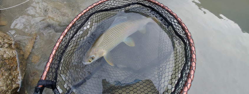 Fischereiverein Tenneck Salzburg Fischen Fliegenfischen Spinnfischen Salmoniden Forellen Äschen