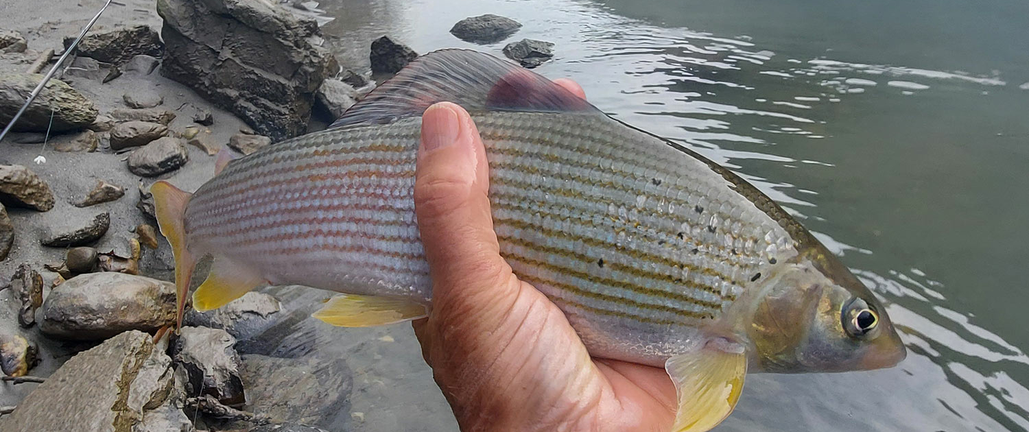 Fischereiverein Tenneck Salzburg Fischen Fliegenfischen Spinnfischen Salmoniden Forellen Äschen