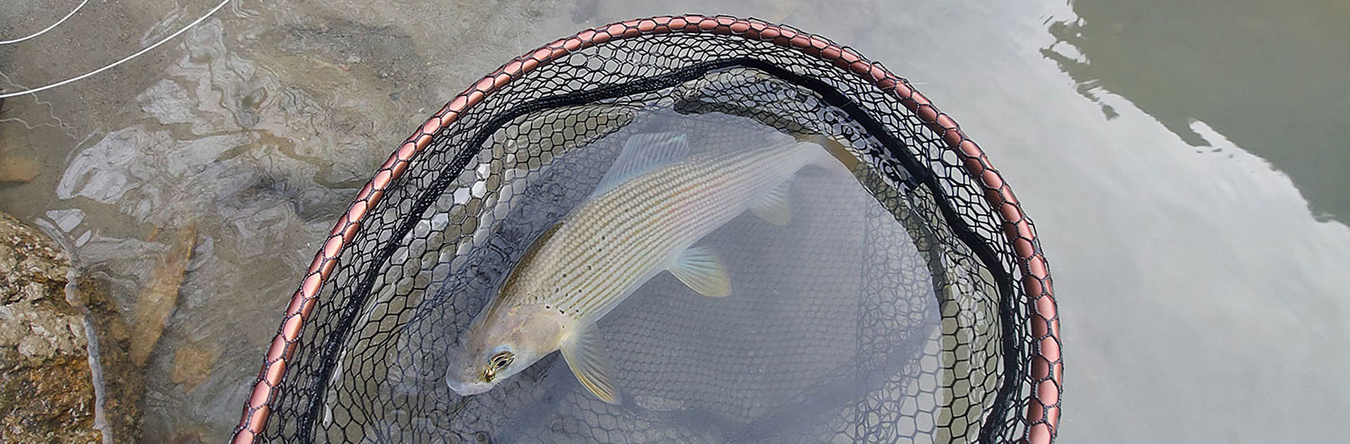 Äschenfischen mit Nymphen Salzach Foto Schindlmaier