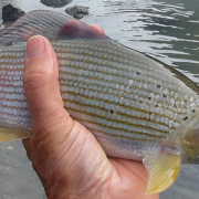 Fischereiverein Tenneck Salzburg Fischen Fliegenfischen Spinnfischen Salmoniden Forellen Äschen