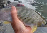 Fischereiverein Tenneck Salzburg Fischen Fliegenfischen Spinnfischen Salmoniden Forellen Äschen