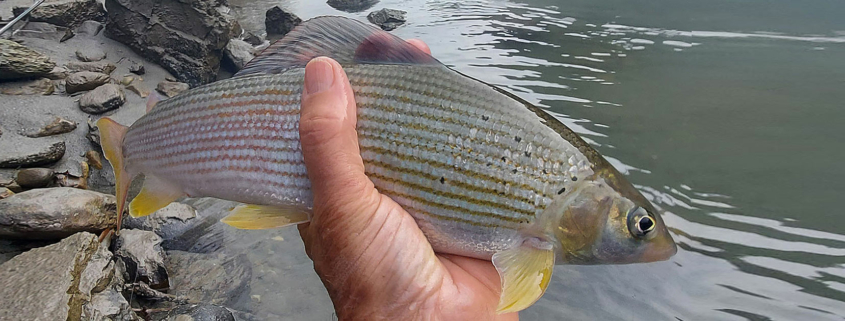 Fischereiverein Tenneck Salzburg Fischen Fliegenfischen Spinnfischen Salmoniden Forellen Äschen