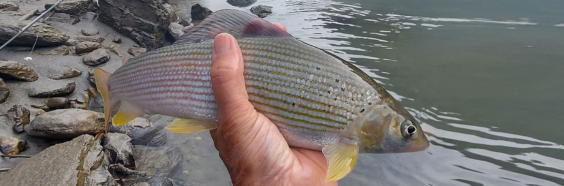 Fischereiverein Tenneck Salzburg Fischen Fliegenfischen Spinnfischen Salmoniden Forellen Äschen